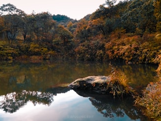 A serene landscape features a calm body of water reflecting the lush, dense trees surrounding it. Rich greenery and autumn hues dominate the scene, with a single large rock partially submerged in the foreground. The tranquil forest creates a peaceful and harmonious atmosphere.