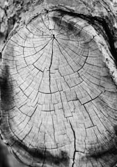 A detailed, close-up view of tree rings on a cross-section of a log, showcasing the intricate pattern of concentric circles and cracks.