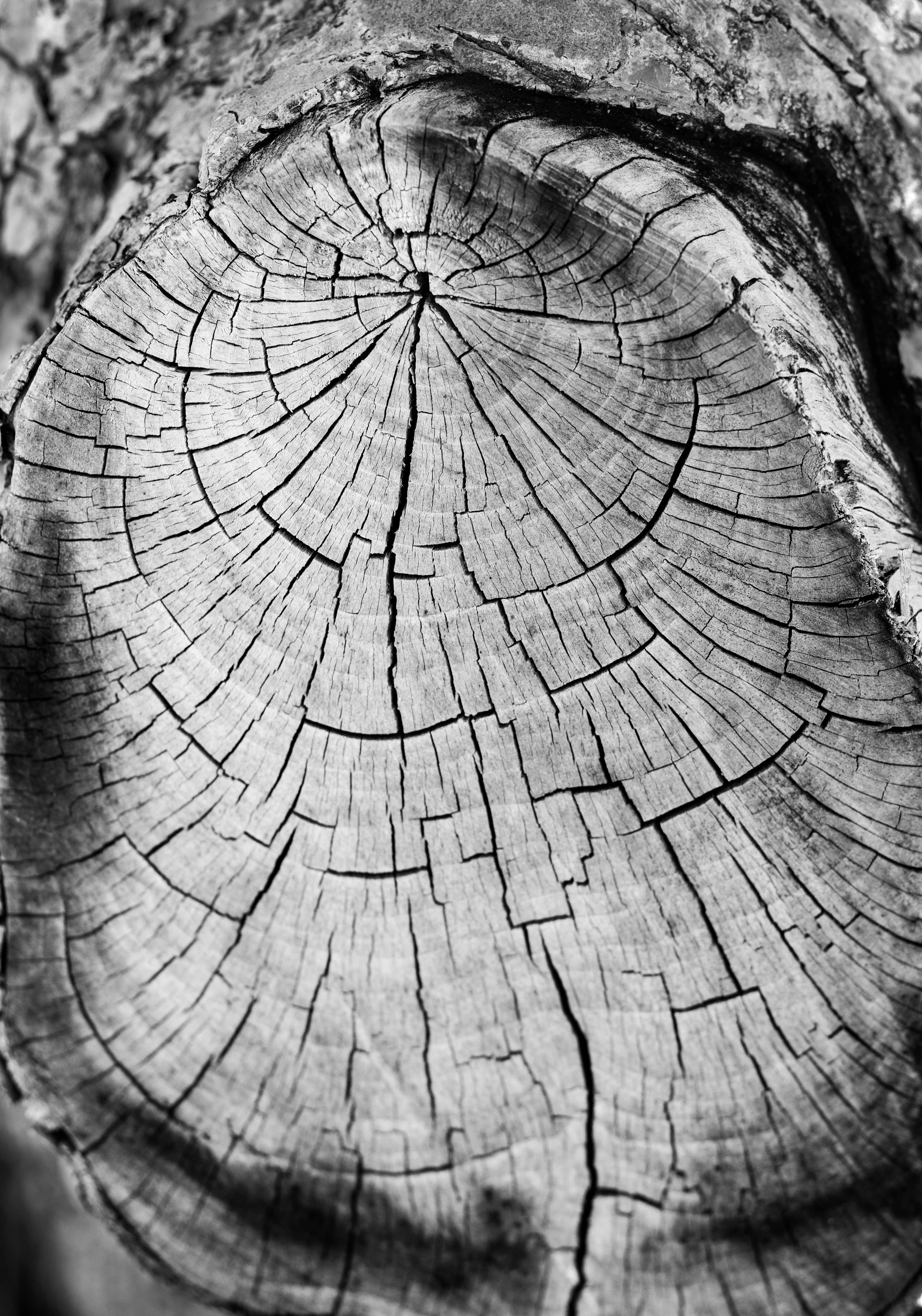 A detailed view of tree rings inside a cross-section of a fallen tree trunk, showing its age.
