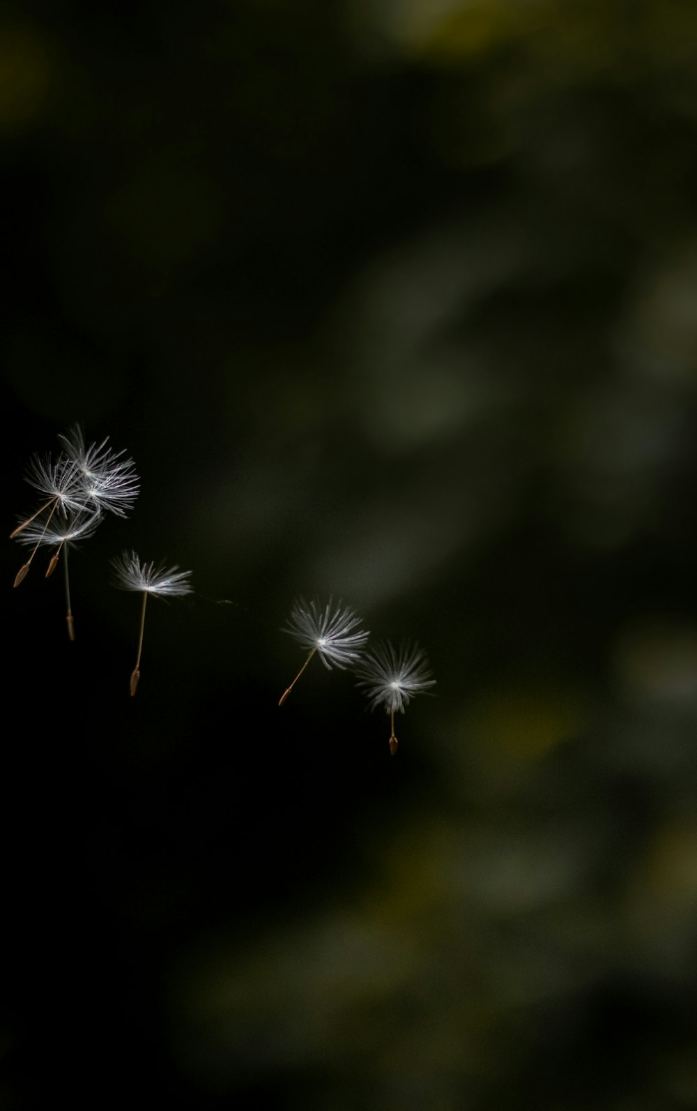 a couple of dandelions flying through the air