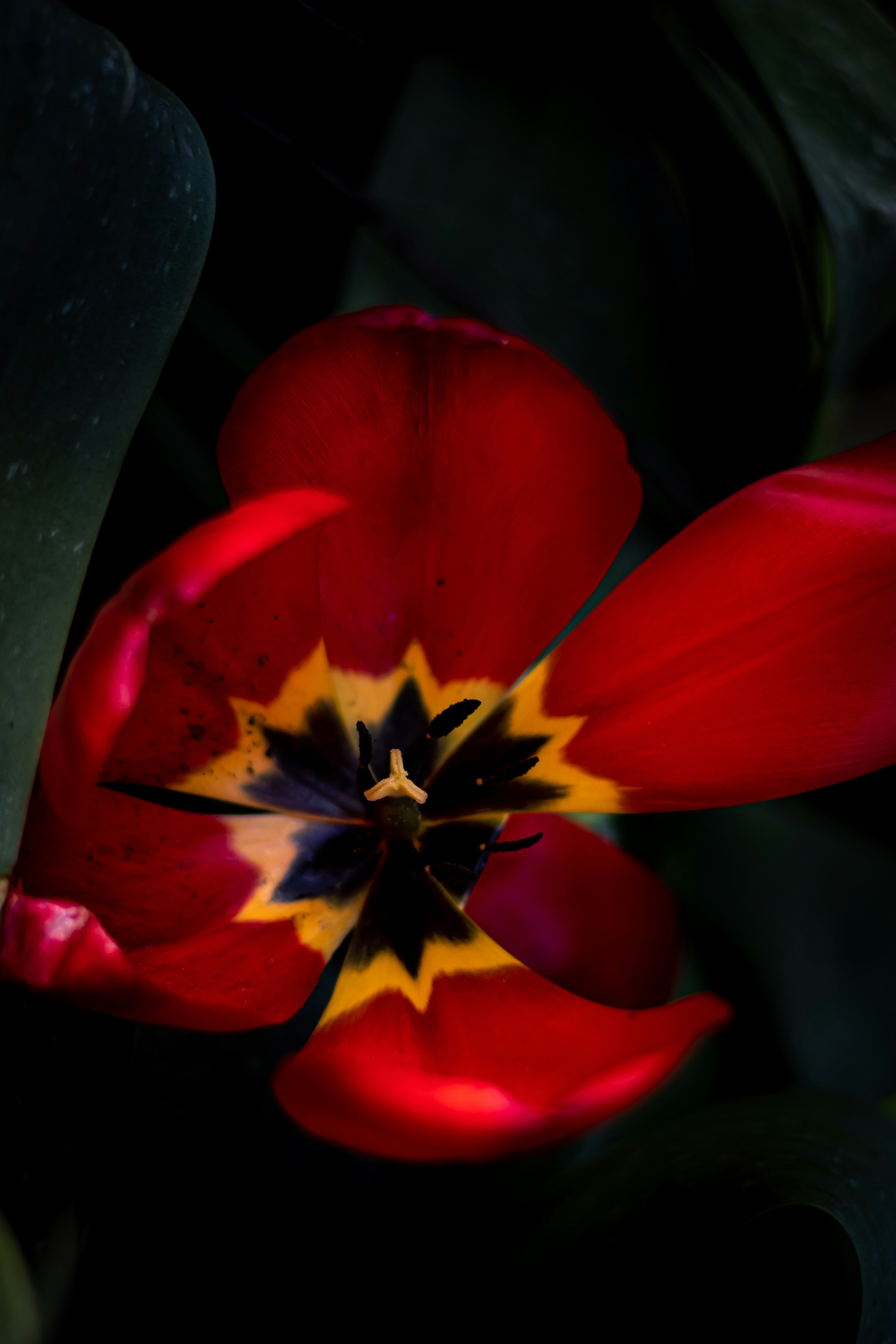Photo by avandav