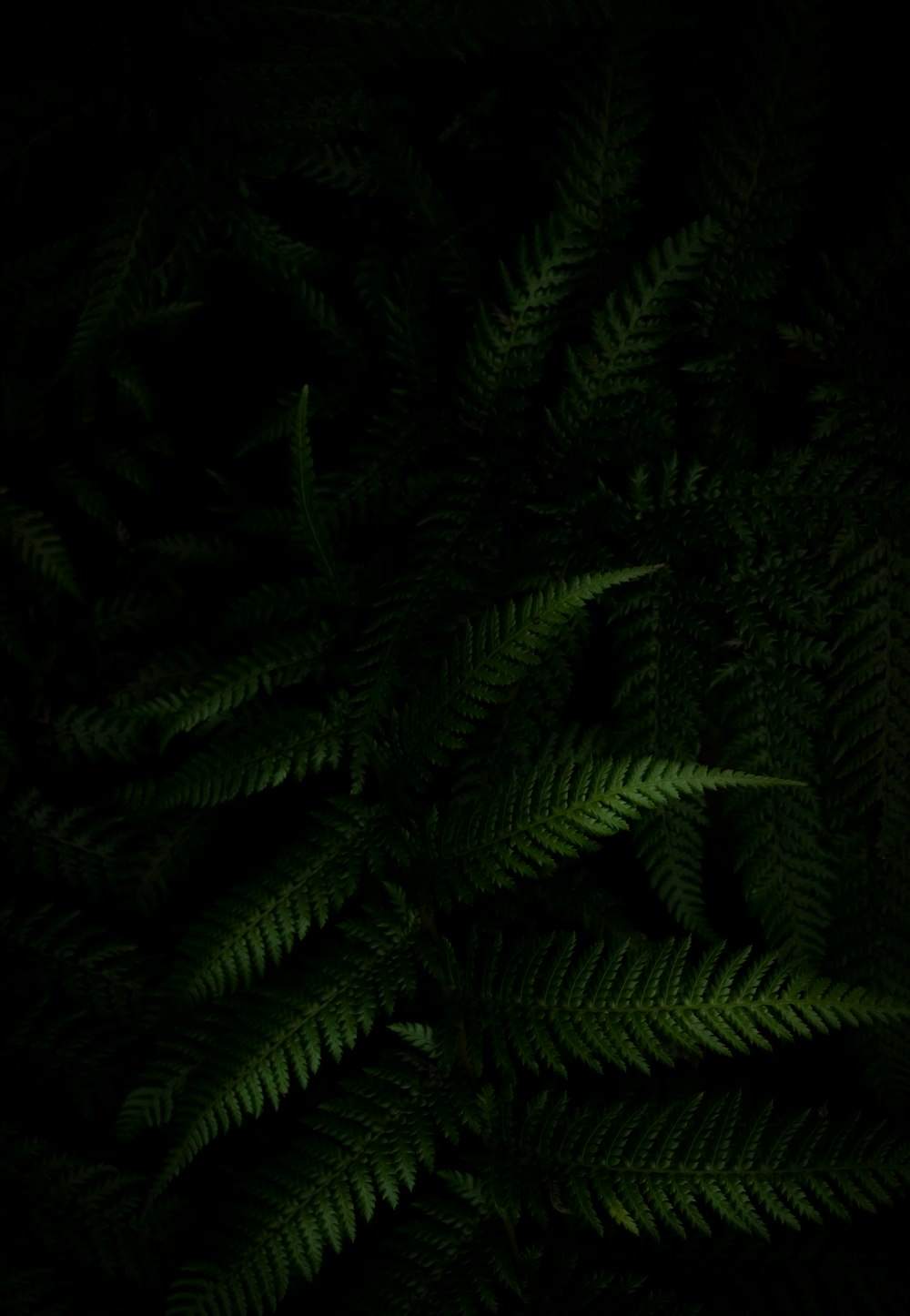 a close up of a green plant in the dark