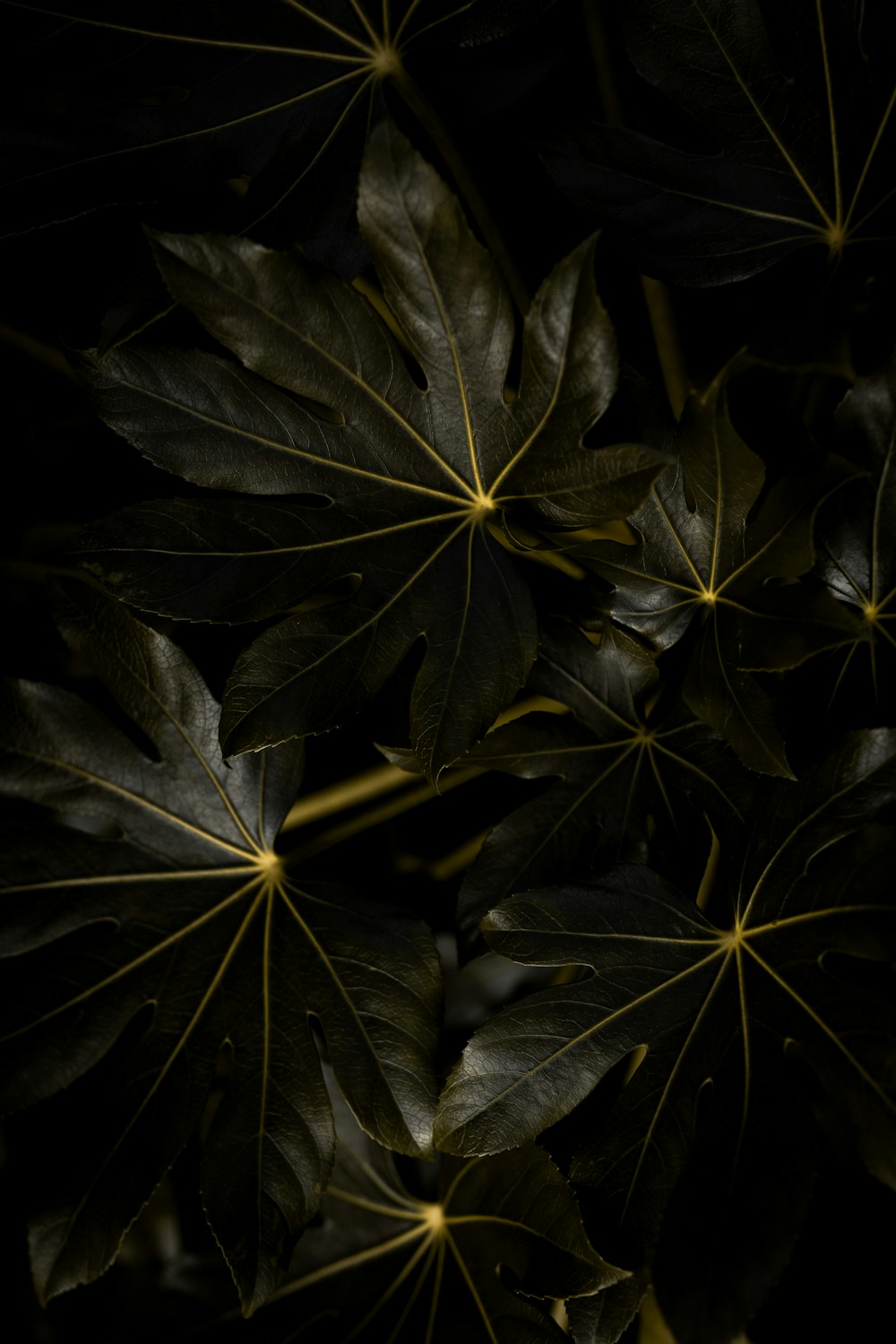 a bunch of leaves that are in the dark