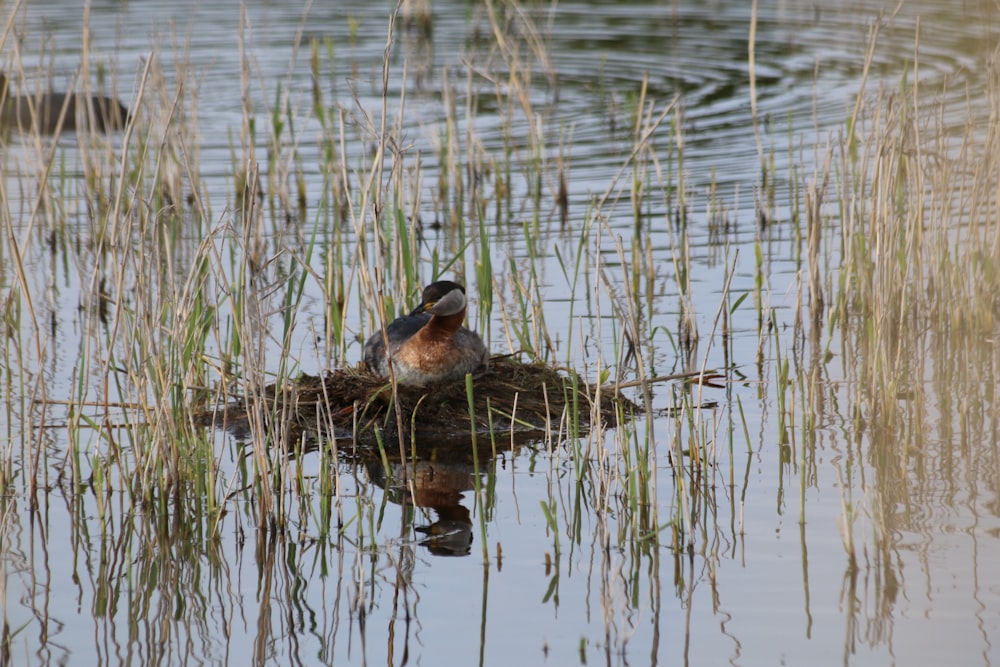 un oiseau assis sur une bûche dans l’eau