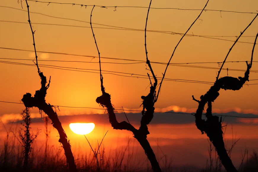 the sun is setting behind a barbed wire fence