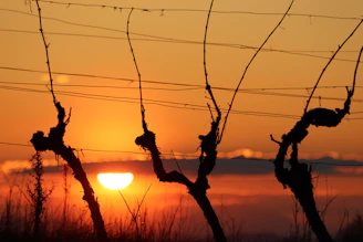the sun is setting behind a barbed wire fence