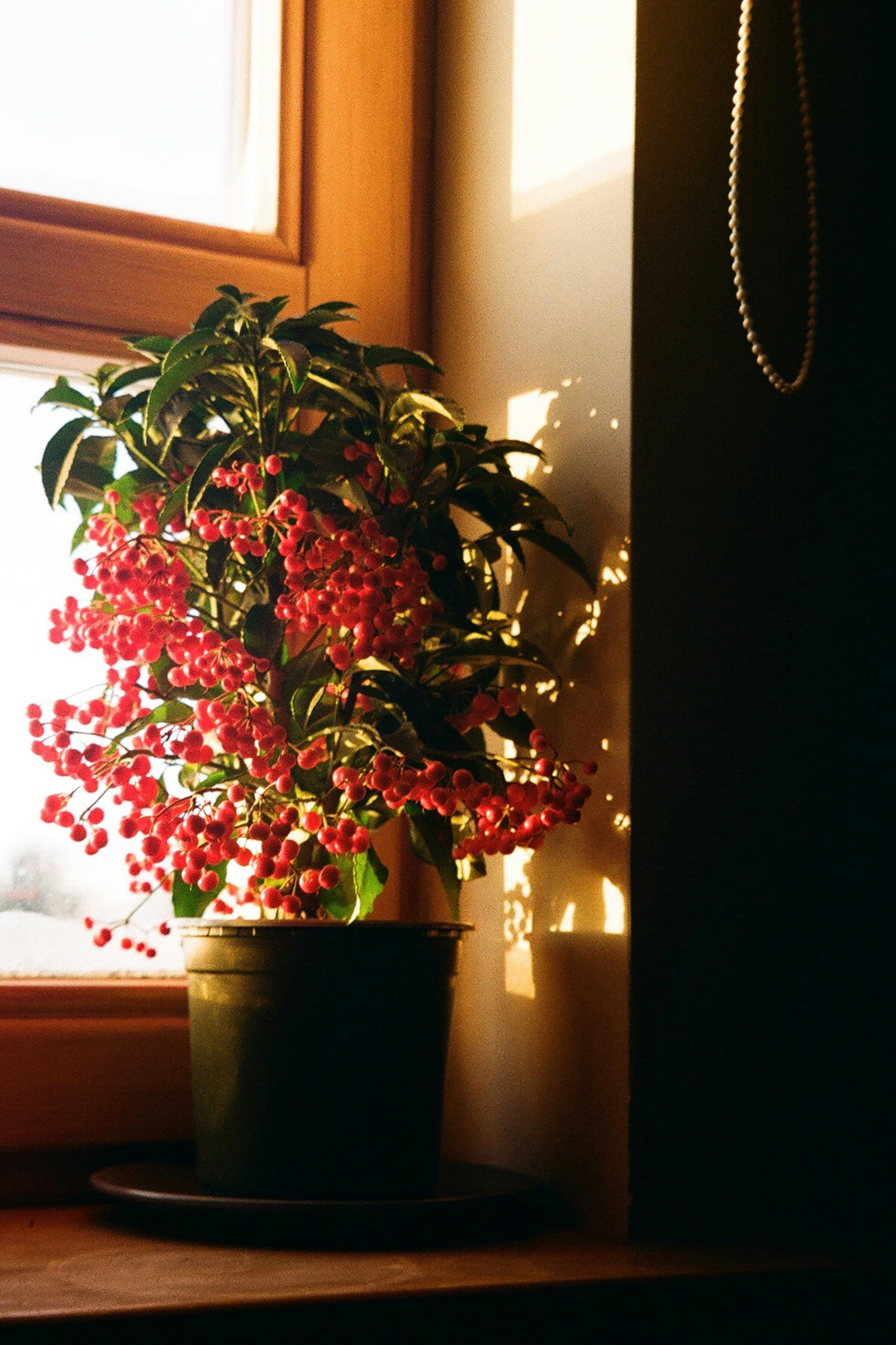9 Seasonal Best Plants Fridge-Top Adjustments for Optimal Growth
