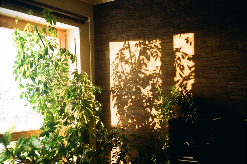 a plant casts a shadow on a brick wall