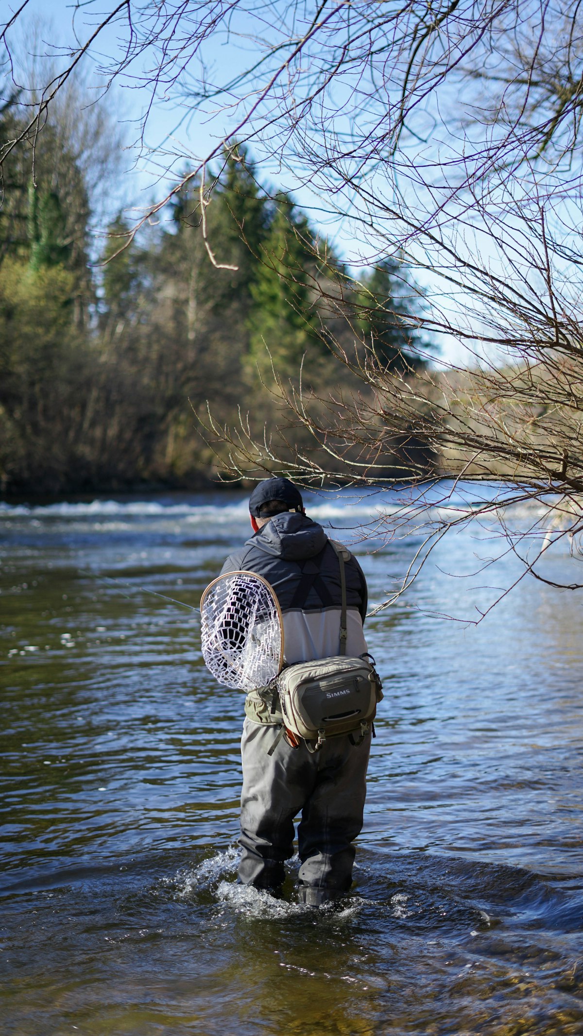 An angler wading upstream in a bright, clear river under bare early-spring branches, fly rod held out to one side, a wood-framed rubber net slung across his back and a hip pack at his waist