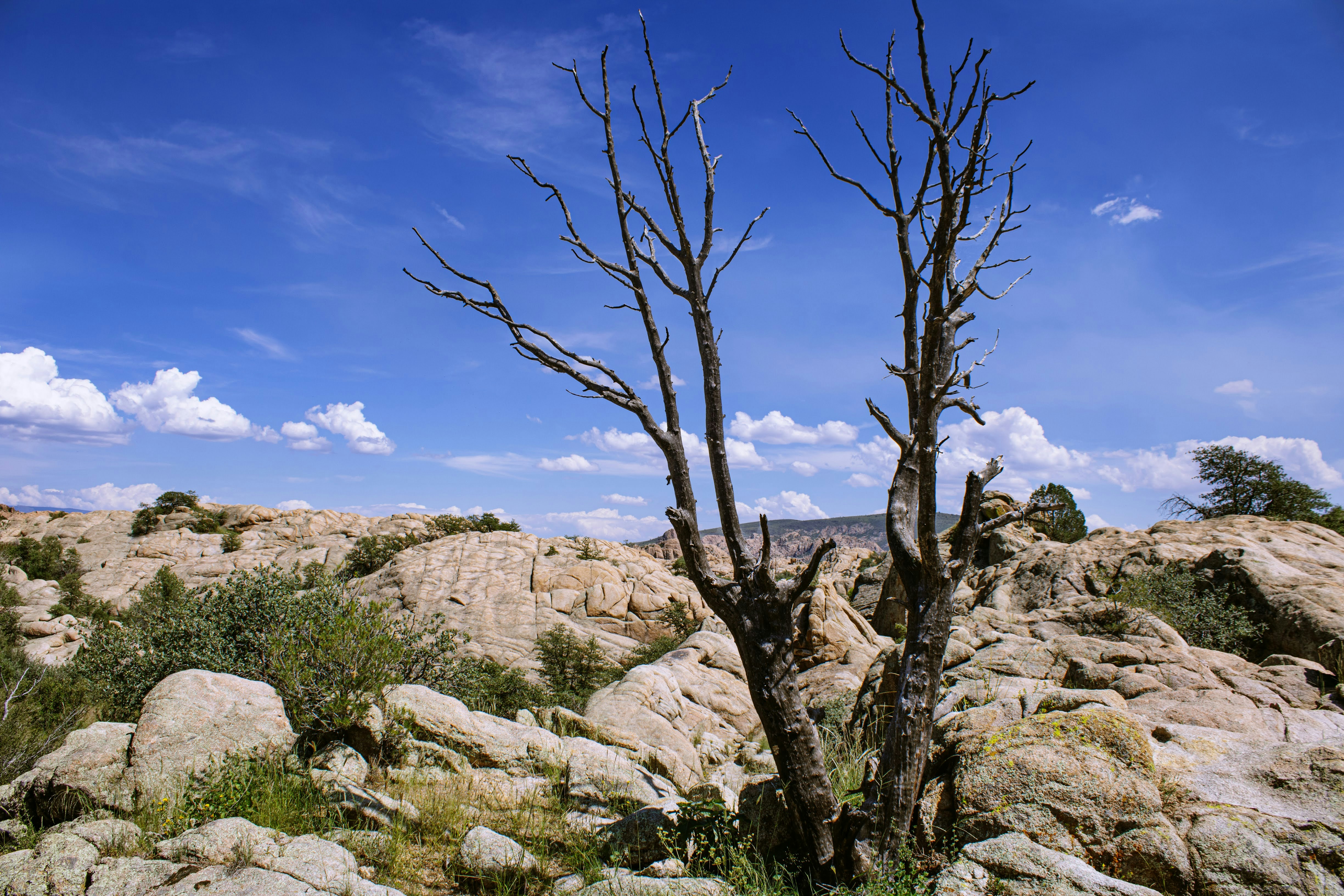 Photo by realalexthelion