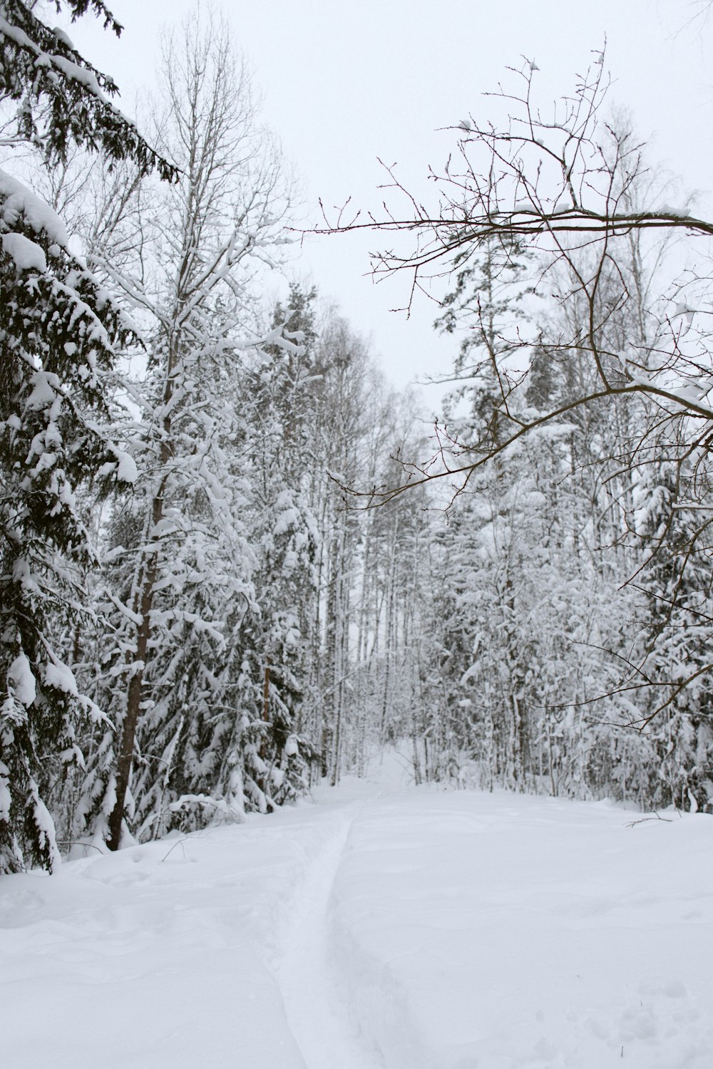 a person riding skis on a snowy surface