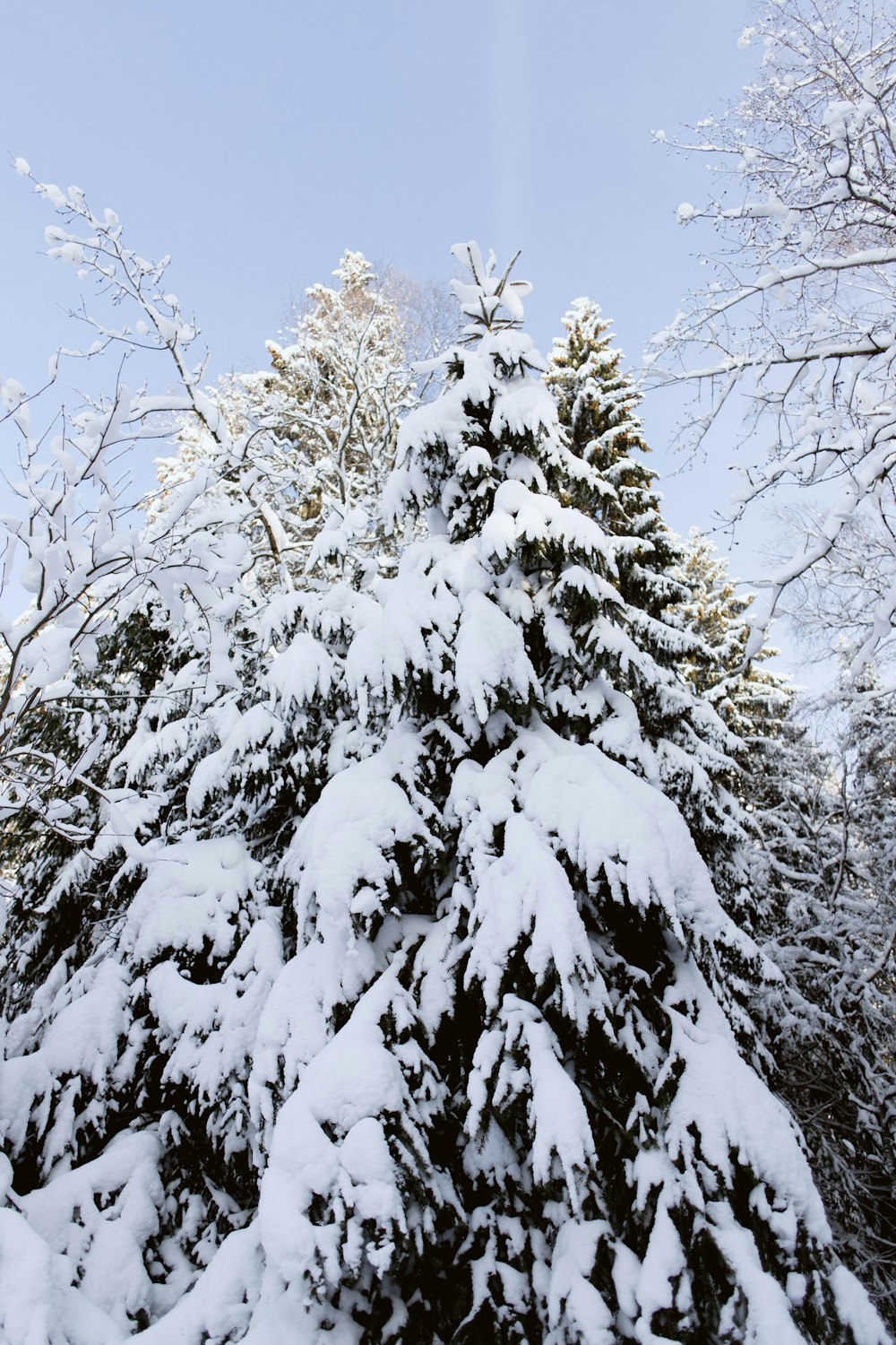 a snow covered pine tree in the middle of winter