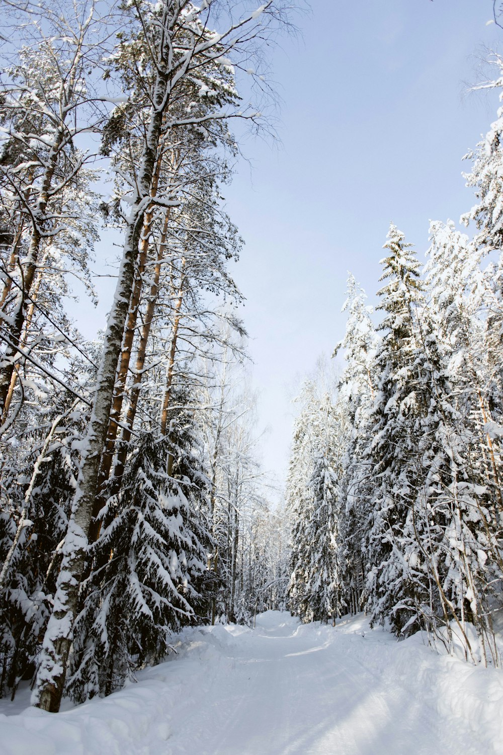 a snow covered forest filled with lots of trees