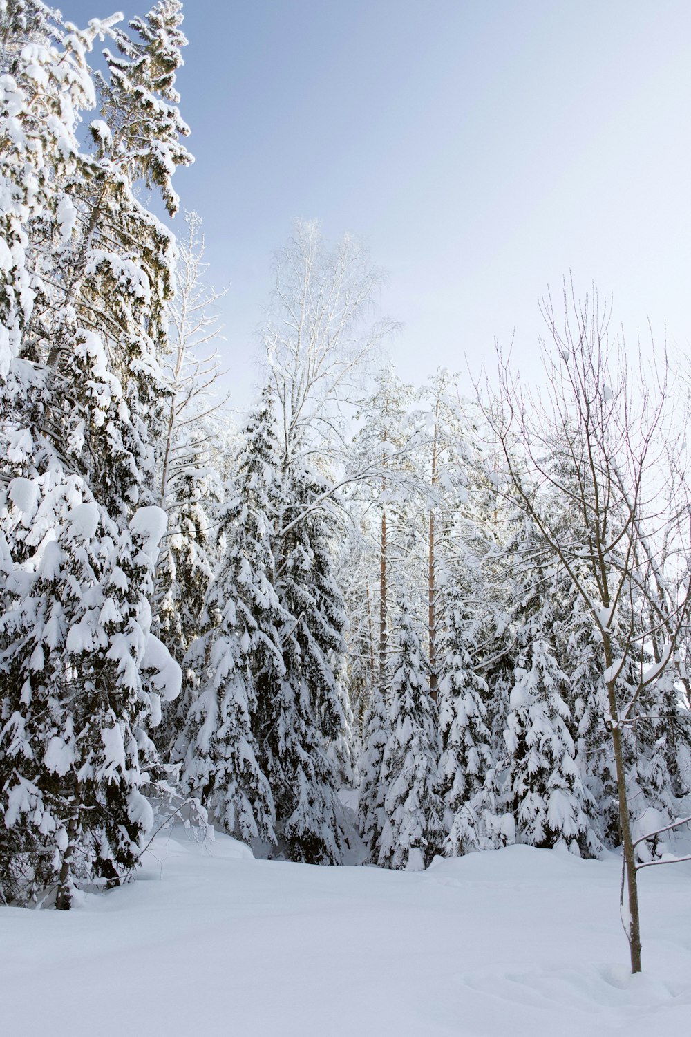 a snow covered forest filled with lots of trees