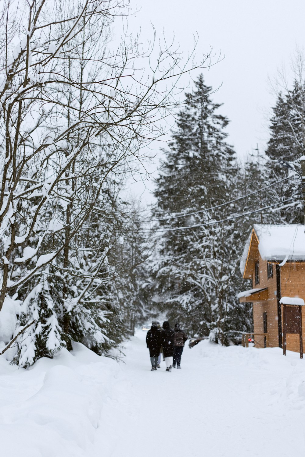 a couple of cows standing in the snow