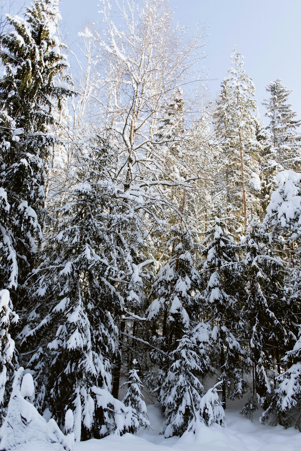 a group of pine trees covered in snow