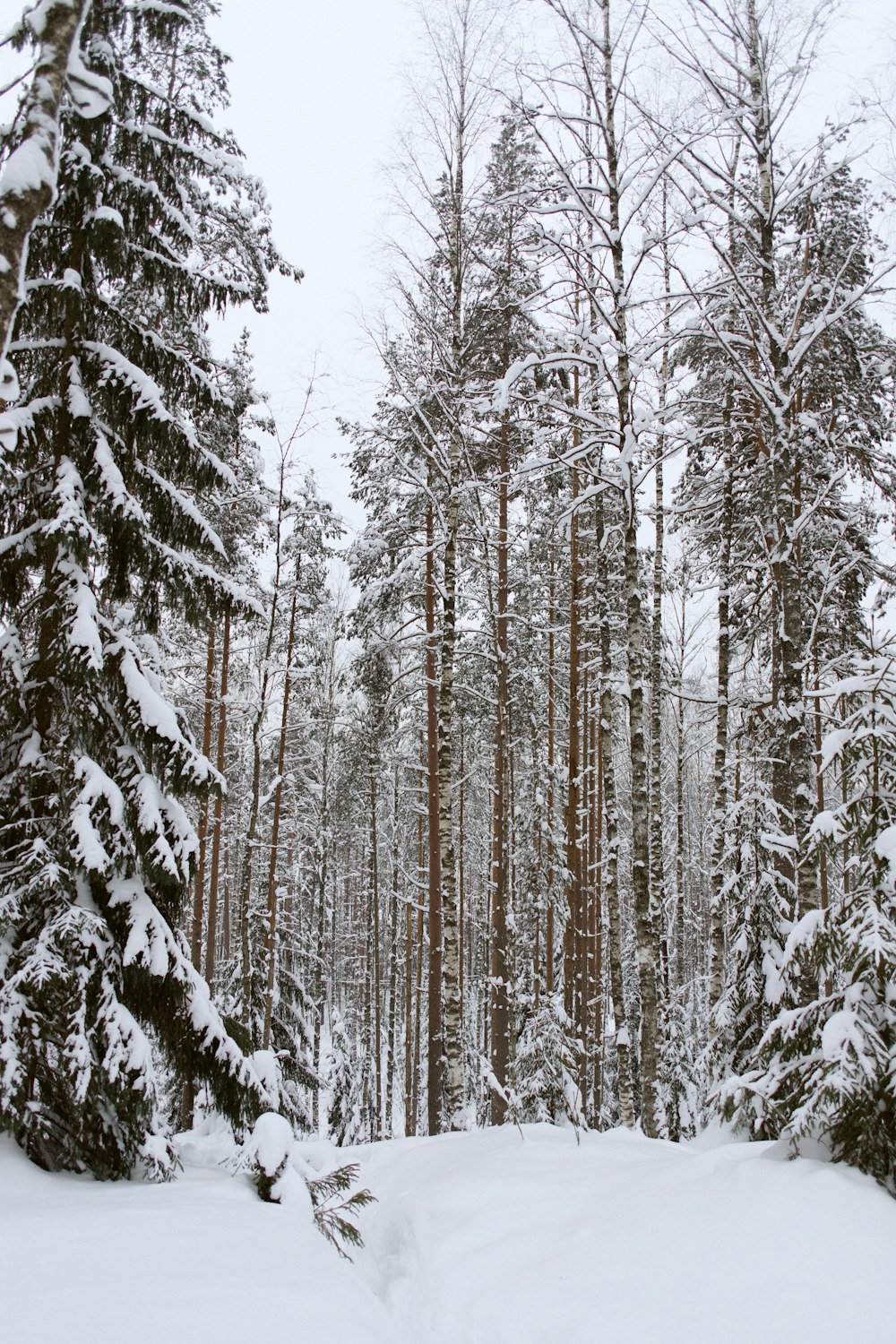 a snow covered forest filled with lots of trees