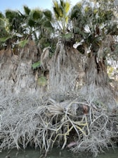 A dense grove of tall palm trees with long, slightly dried fronds. In the foreground, intricately tangled branches and roots are visible, possibly from a fallen or mangrove-like plant. The scene is natural and untamed, offering a glimpse of wild vegetation.