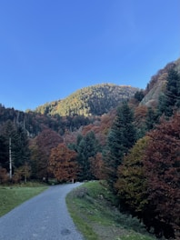 a road in the middle of a forest