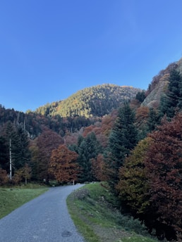 a road in the middle of a forest