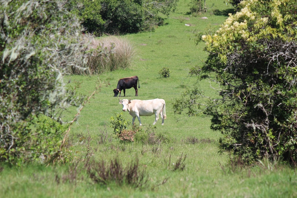 a couple of cows standing on top of a lush green field