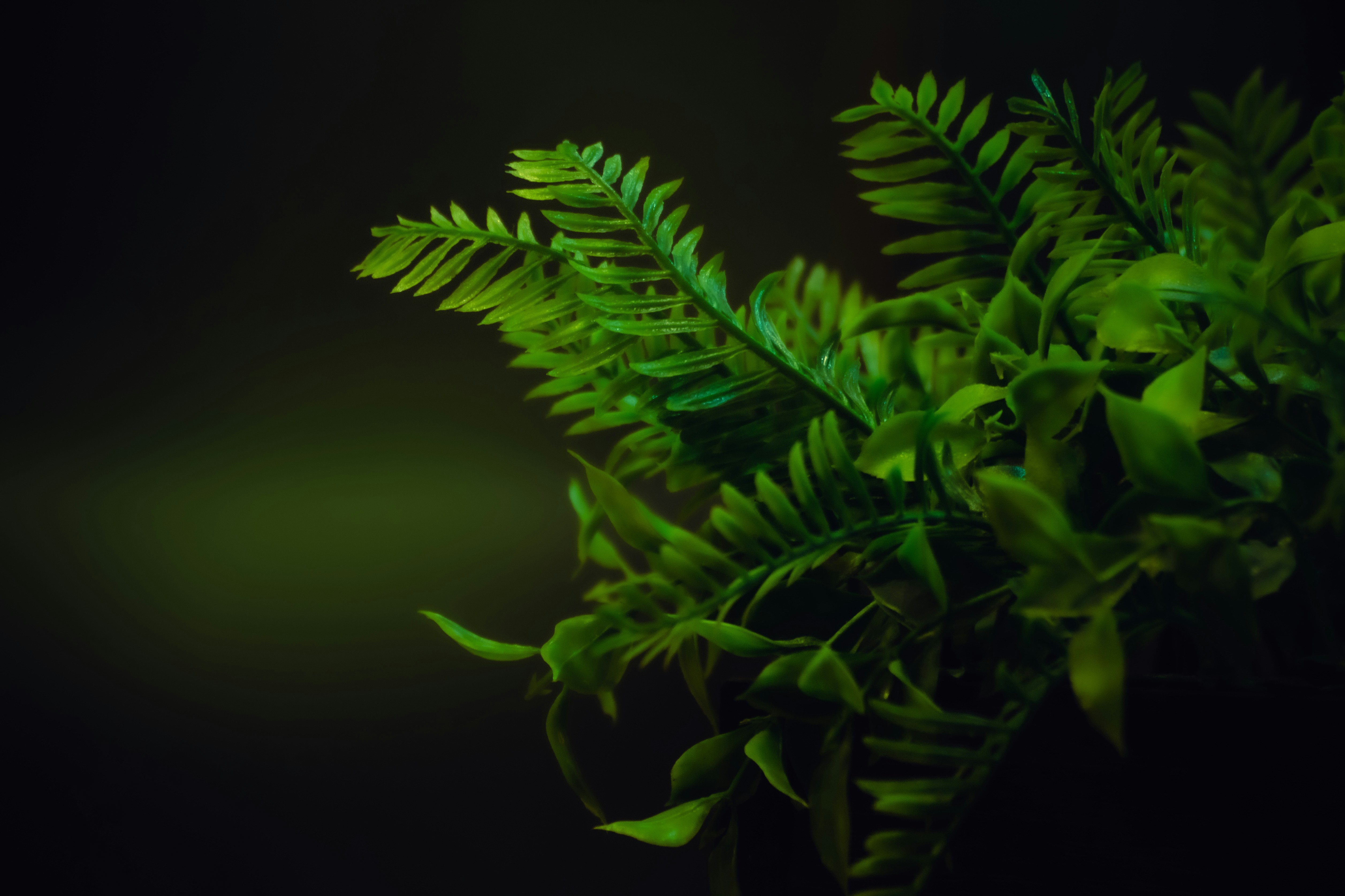 a close up of a plant with green leaves