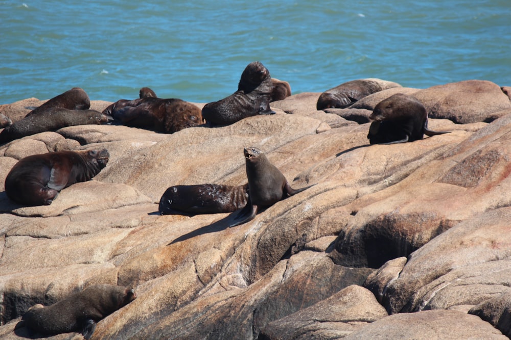 Un grupo de leones marinos descansando en las rocas cerca del océano