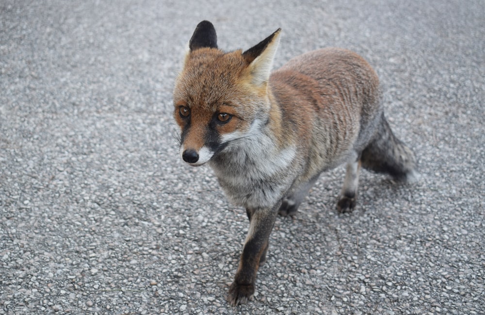 a red fox walking across a gravel road