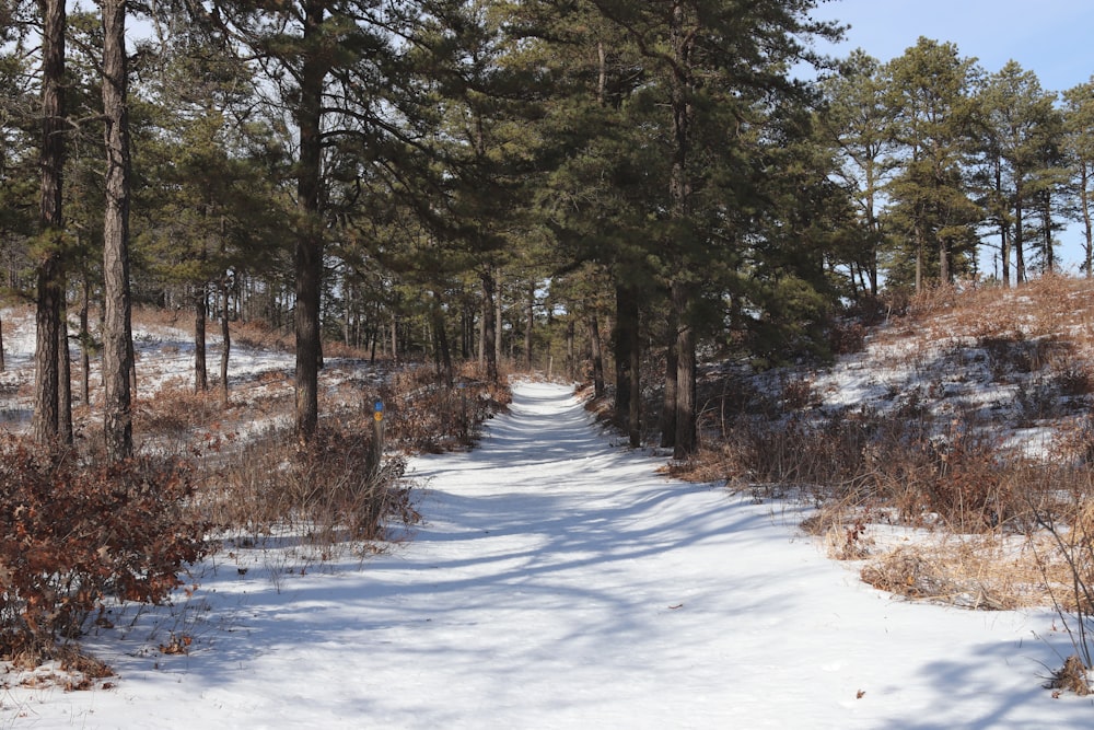 a snow covered path in the middle of a forest