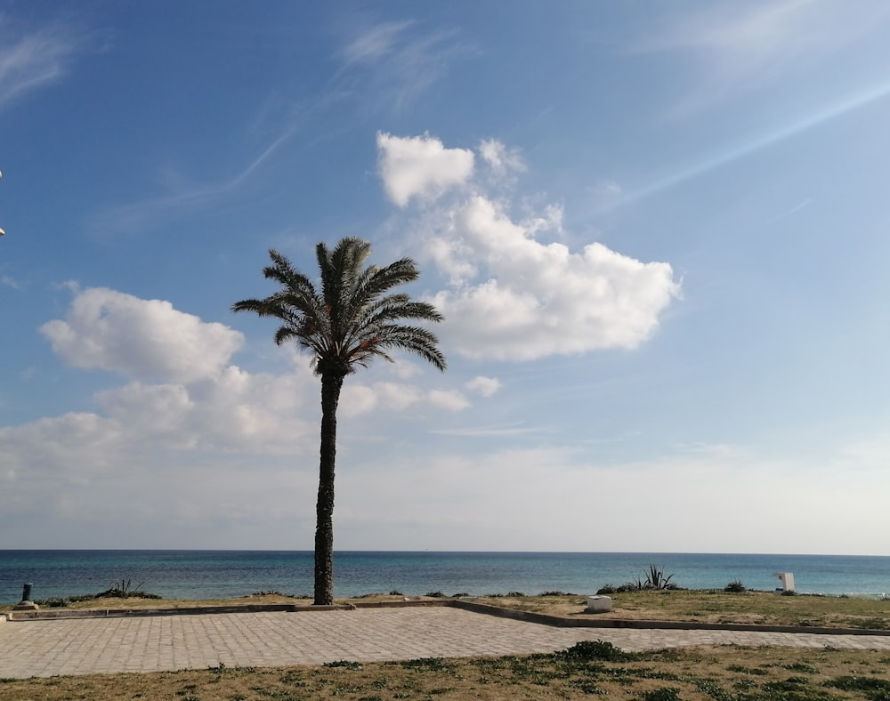 a palm tree on a beach with the ocean in the background