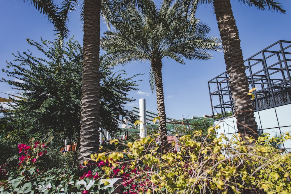 a bunch of palm trees next to a building