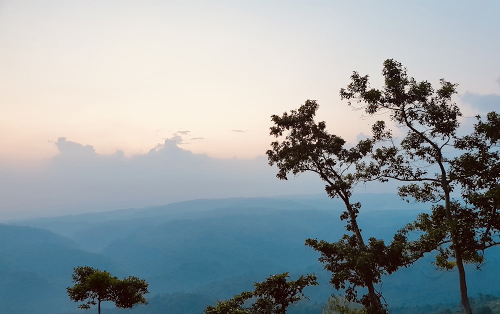 a view of a mountain range with trees in the foreground