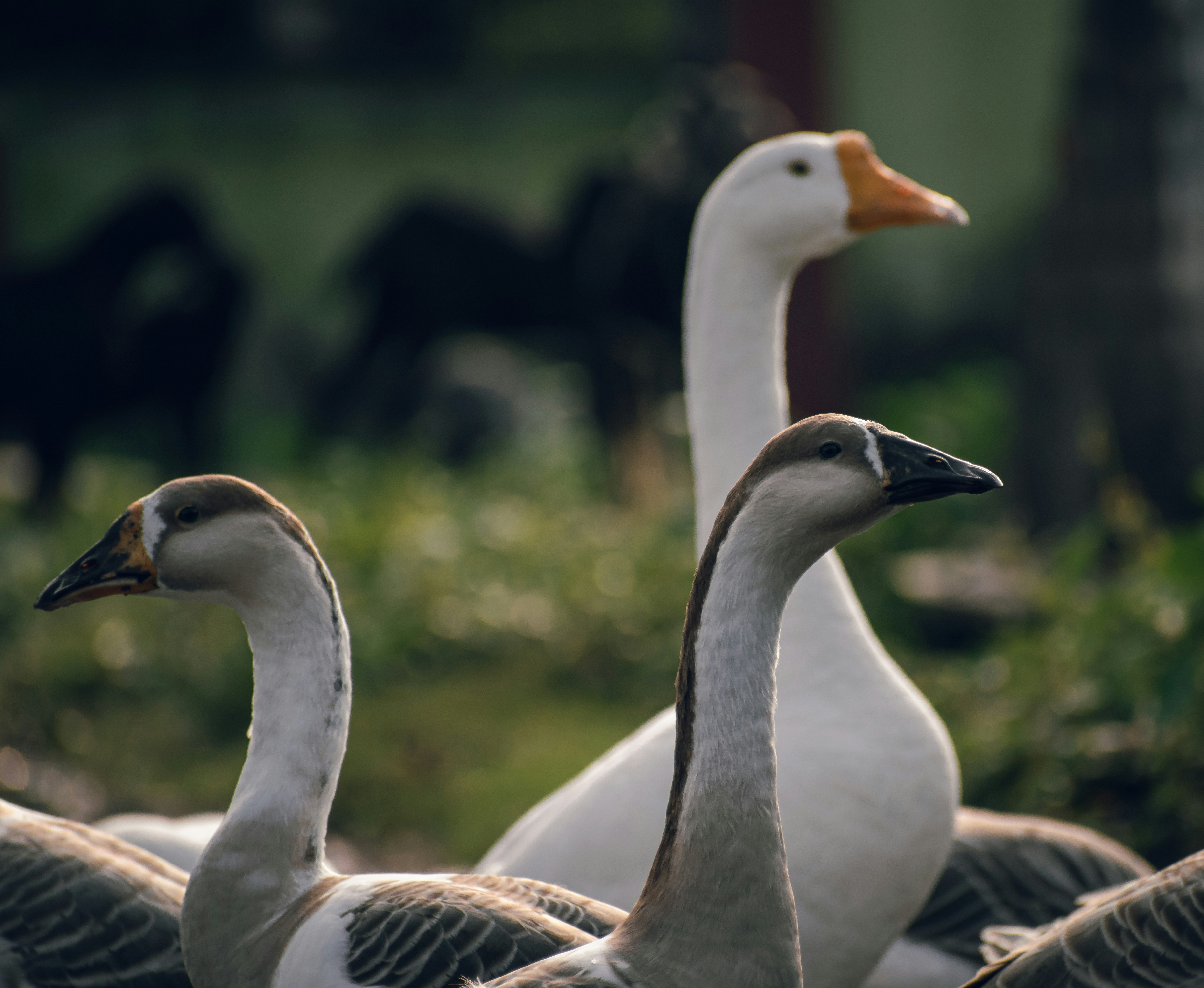 Photo by arnab_dey_photography