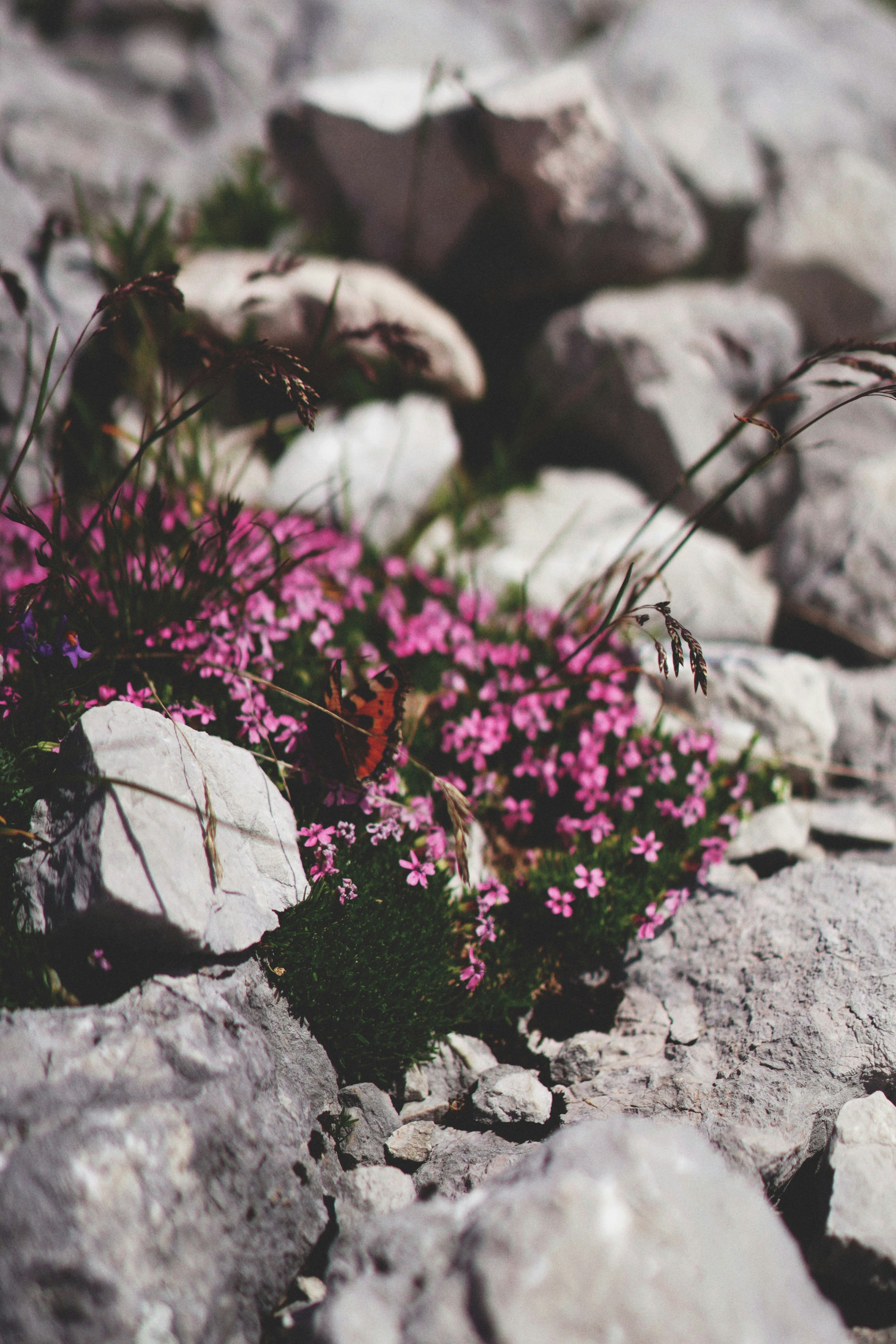 Photo by a_d_s_w