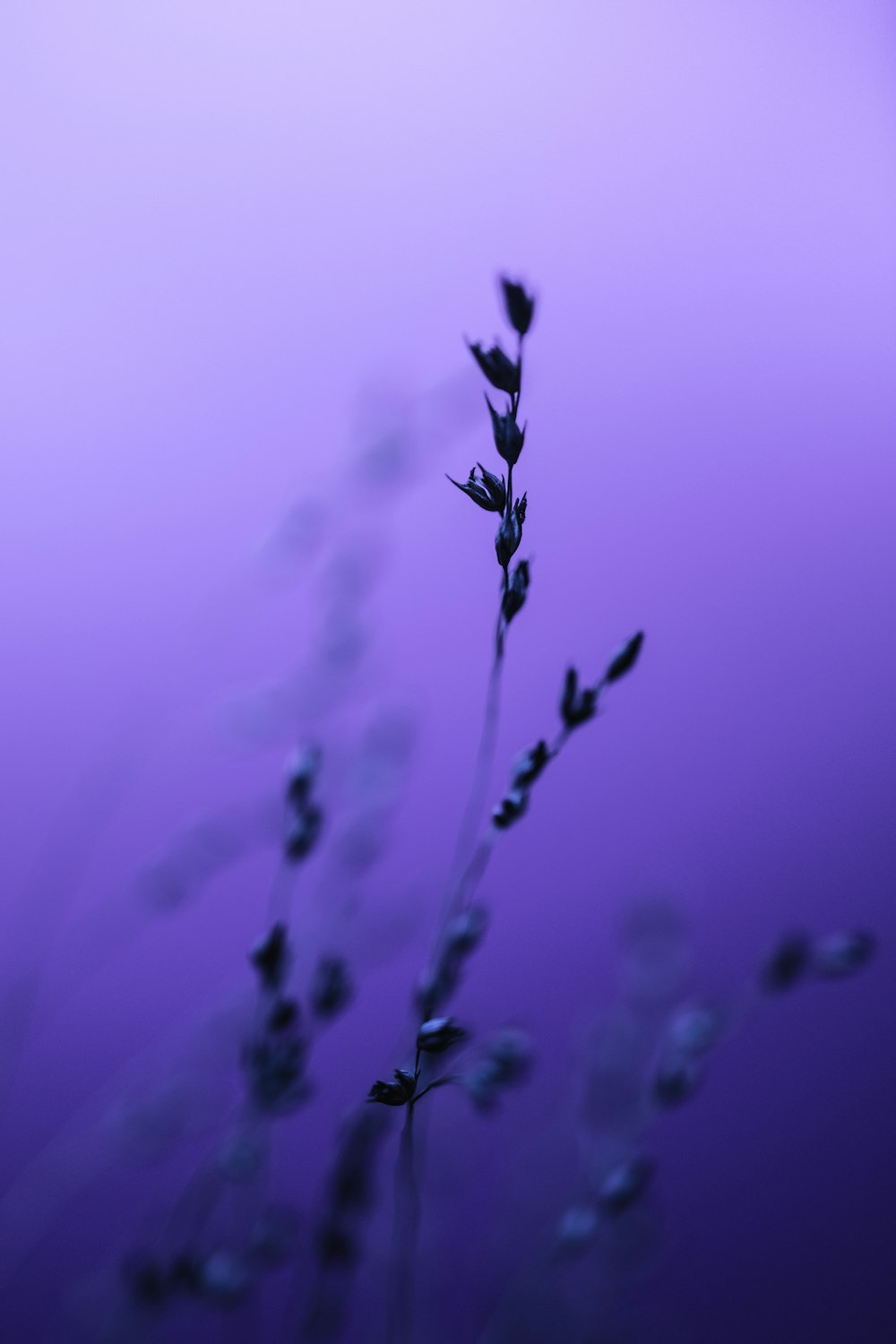 a close up of a plant on a purple background