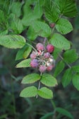 A cluster of unripe raspberries is surrounded by vibrant green leaves. The berries are light pink with hints of white, indicating they are in the early stages of ripening. The background is blurred with darker greenery, creating a natural setting.