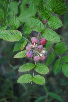 A cluster of unripe raspberries is surrounded by vibrant green leaves. The berries are light pink with hints of white, indicating they are in the early stages of ripening. The background is blurred with darker greenery, creating a natural setting.