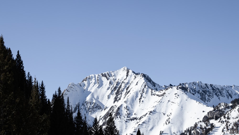 a snow covered mountain with pine trees in the foreground