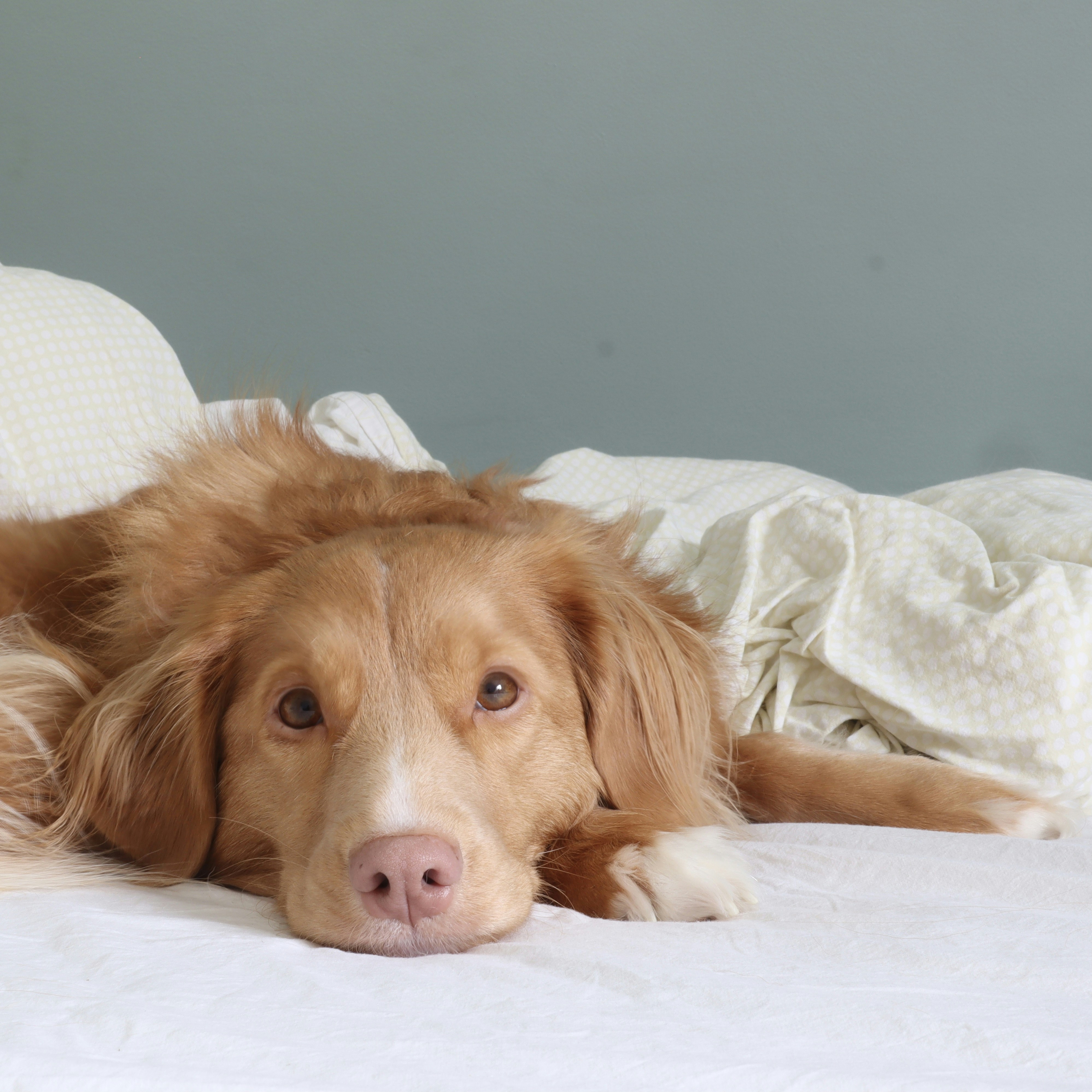 A small dog circling gracefully on a cozy, minimalist bed before settling down