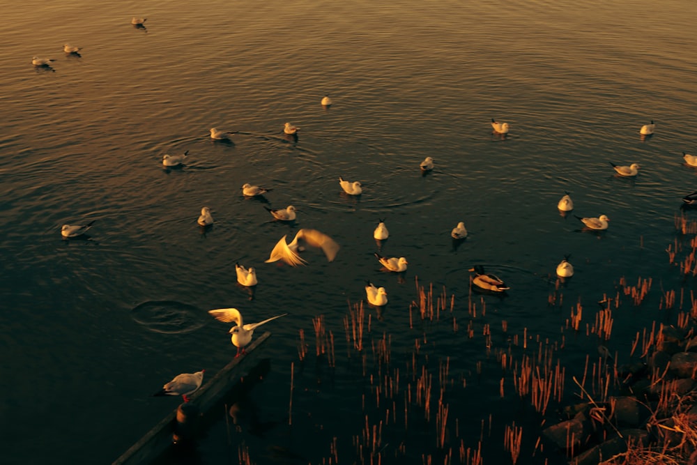 a flock of birds floating on top of a lake