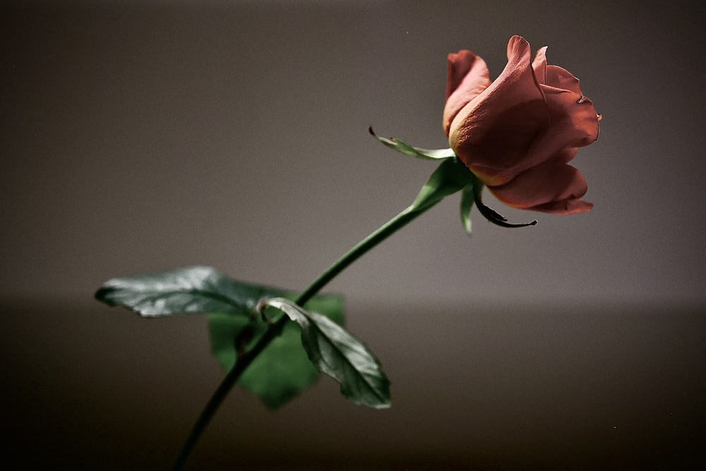 Una sola rosa roja sentada encima de una mesa