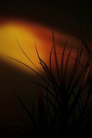 a picture of a plant with the sun in the background