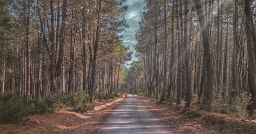 A serene woman in her 40s enjoying a peaceful walk through a sunlit forest path.
