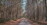 A serene photo of a person walking along a forest path at dawn, light filtering through the trees.