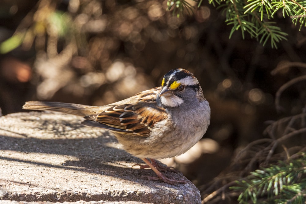 a bird sitting on top of a rock next to a tree