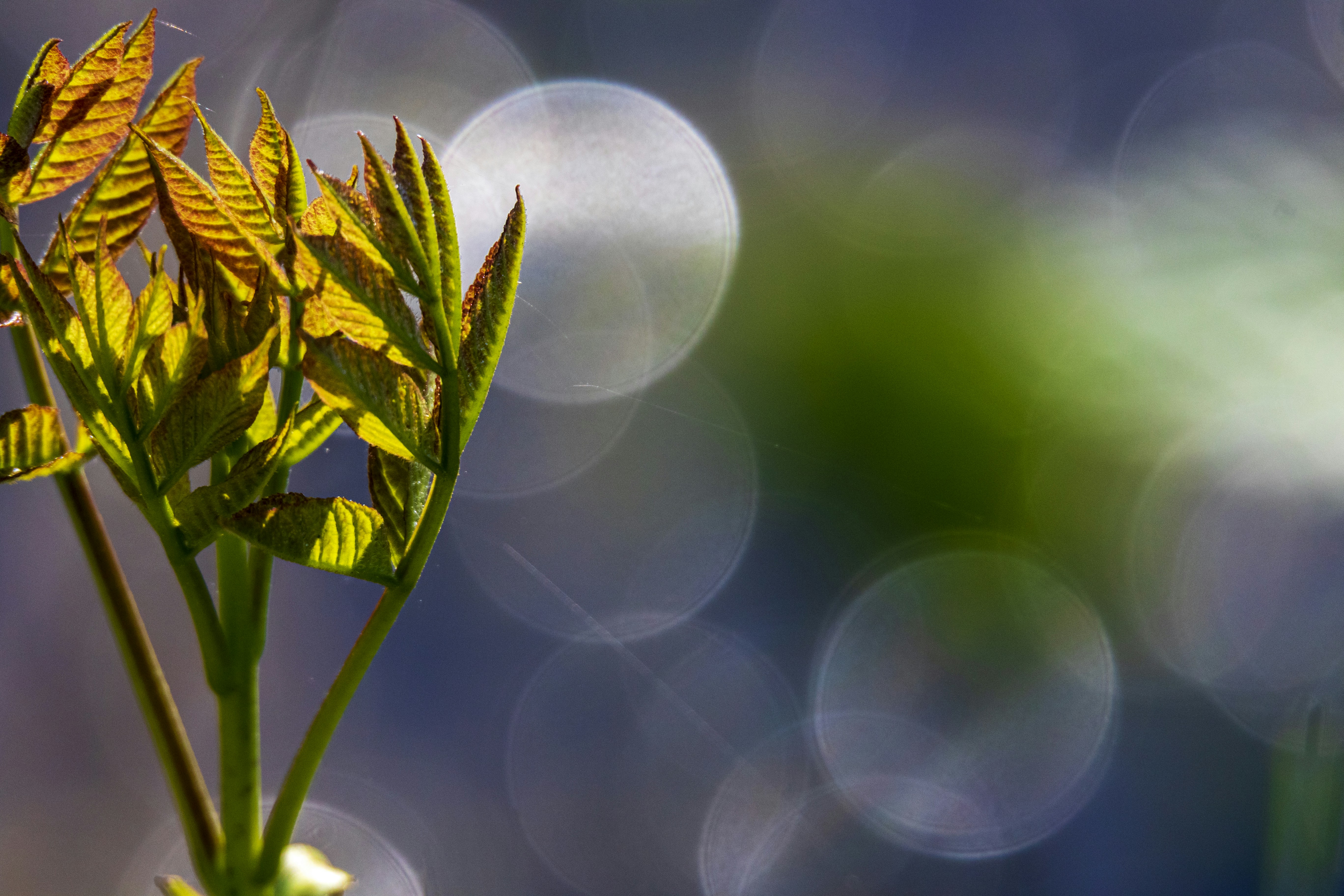 Photo by camerauthor