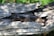 Weathered and textured driftwood with intricate grooves and patterns, partially illuminated by sunlight. Surrounded by scattered dry pine needles, indicating a natural outdoor setting. The wood appears aged and partially decomposed, adding a rustic element.