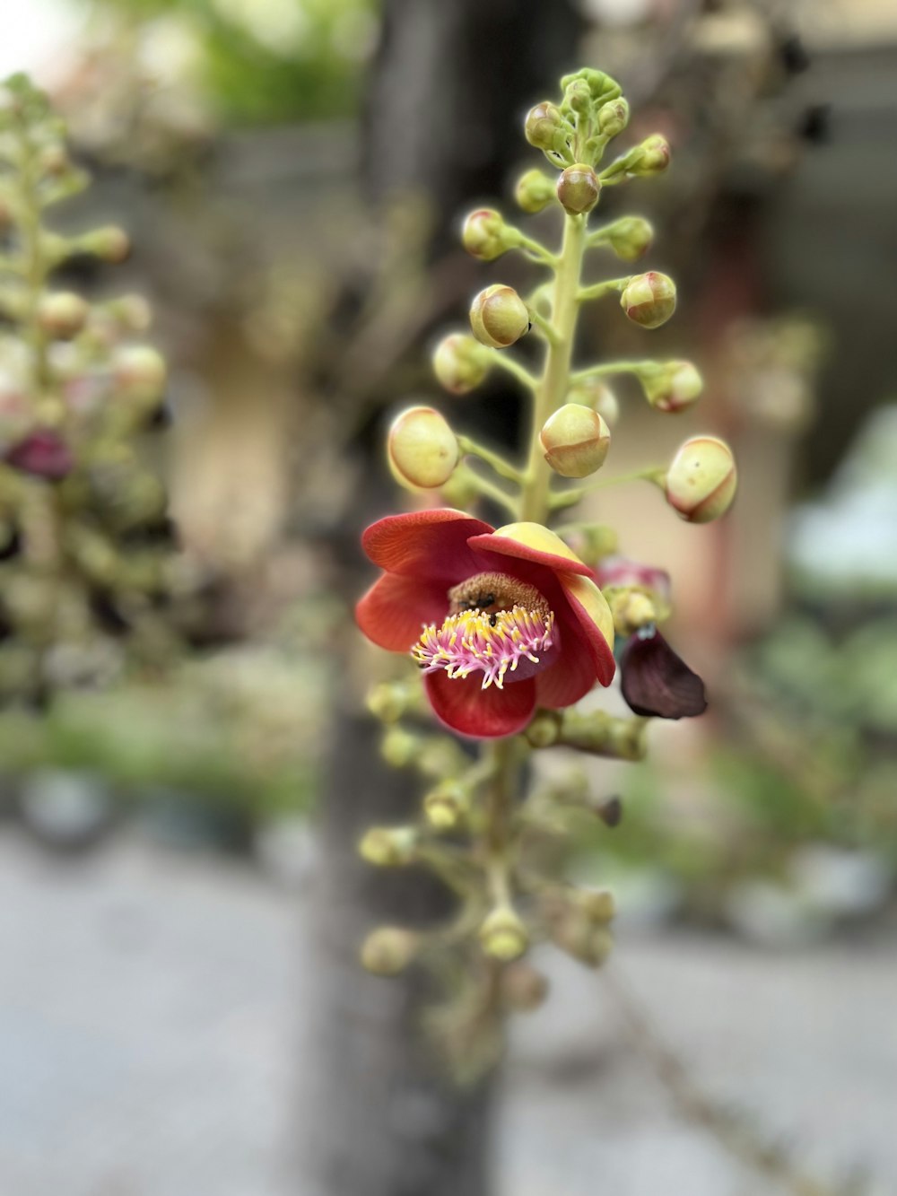 a close up of a flower on a tree