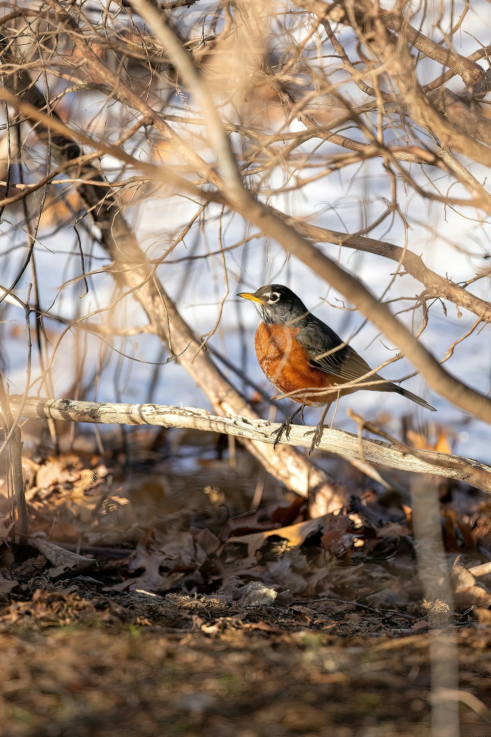 a small bird perched on a branch in the woods