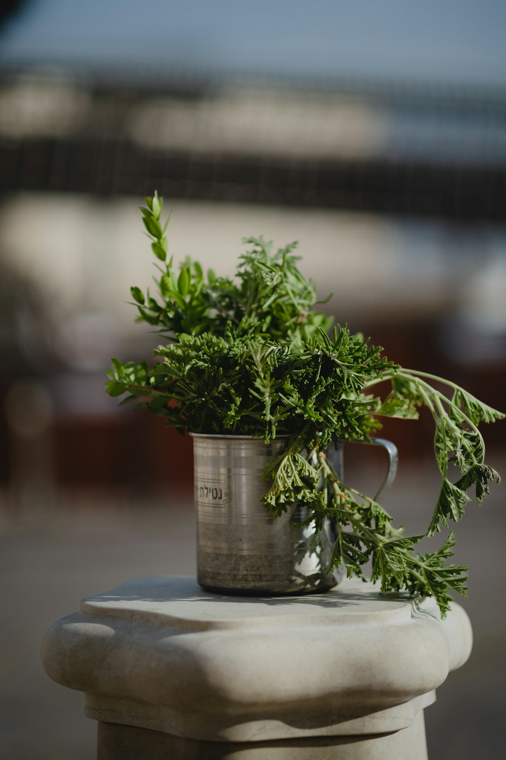 a potted plant sitting on top of a white table